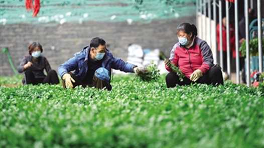 宁夏灵武市发放上亿元“崇军贷”助力退役军人创业就业网赚项目-副业赚钱-互联网创业-资源整合歪妹网赚