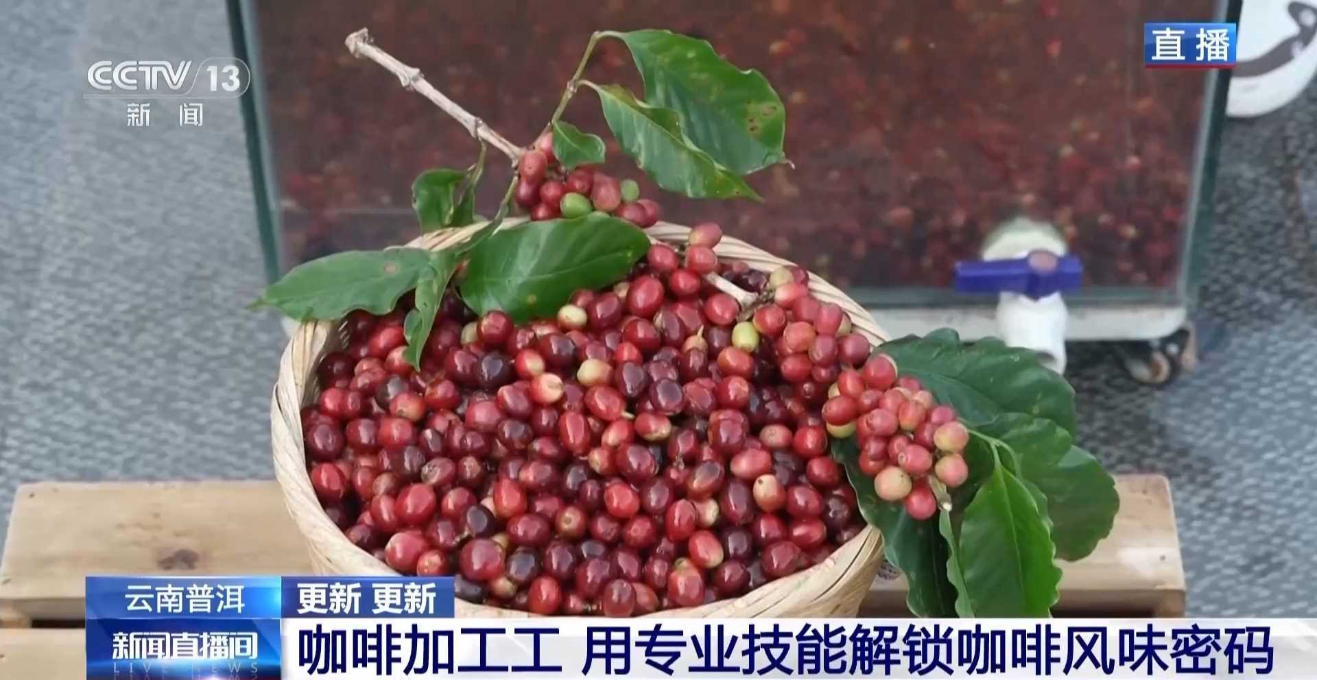 视频丨专业技能解锁风味密码 走近新职业“咖啡加工工”网赚项目-副业赚钱-互联网创业-资源整合歪妹网赚