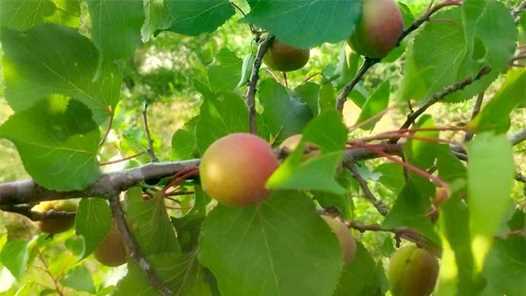 不掉队 赶上来｜小小新梅带动二十余万人就业网赚项目-副业赚钱-互联网创业-资源整合歪妹网赚