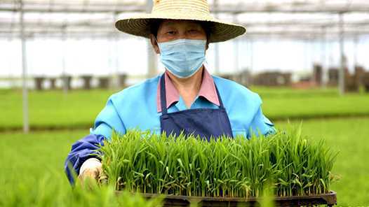 辽宁给农民评职称网赚项目-副业赚钱-互联网创业-资源整合歪妹网赚