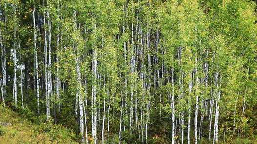 第八届全国国有林场职业技能竞赛在安徽滁州举办网赚项目-副业赚钱-互联网创业-资源整合歪妹网赚