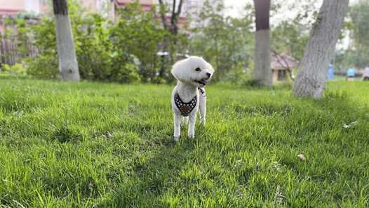 宠物上门喂养师：“它经济”升温，新机遇上门网赚项目-副业赚钱-互联网创业-资源整合歪妹网赚