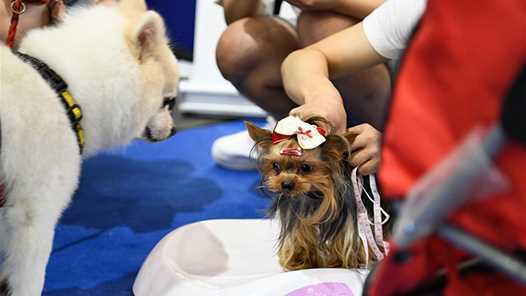 全国性畜牧业职业技能大赛首次落地吉林农安网赚项目-副业赚钱-互联网创业-资源整合歪妹网赚