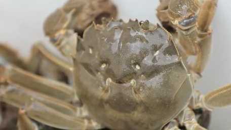 新职业新风向｜从“论斤卖”到“论只挑”：农业高质量发展催生金牌挑蟹师网赚项目-副业赚钱-互联网创业-资源整合歪妹网赚