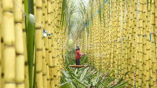 一根甘蔗怎么“榨”，才能让工人尝到更多“甜头”？网赚项目-副业赚钱-互联网创业-资源整合歪妹网赚